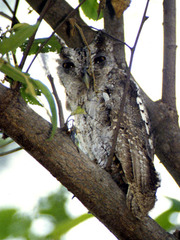 Pacific Screech-Owl